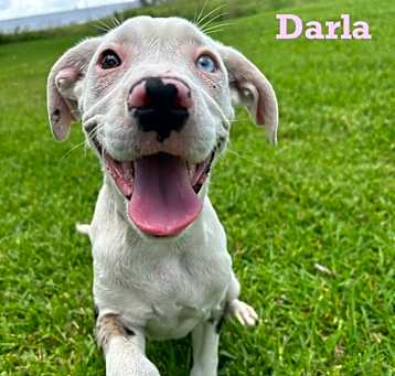 Photo of Darla
