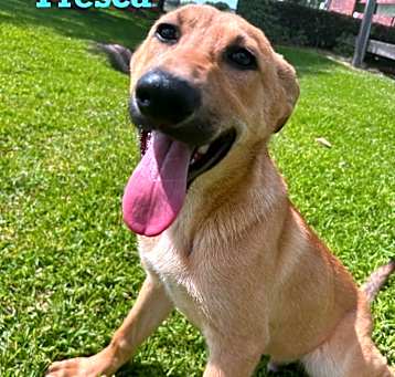 Photo of Fresca