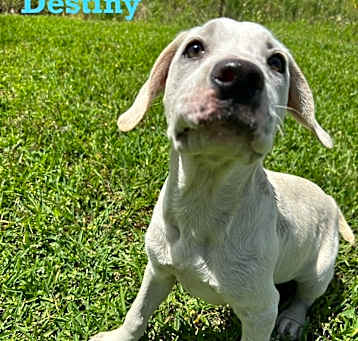 Photo of Destiny
