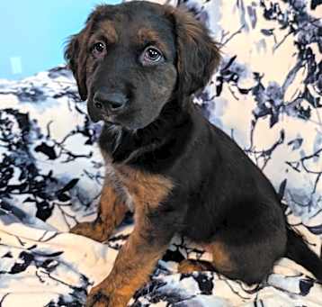 Photo of Luna