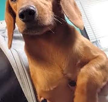 Photo of Winky- Special Needs