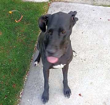 Photo of Stella