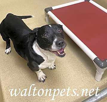 Photo of Buddy #18841