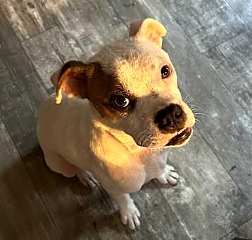Photo of Blanco