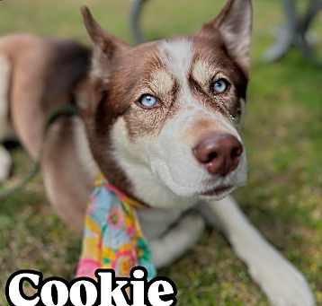 Photo of Cookie