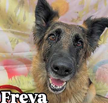 Photo of Freya