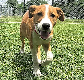 Photo of Butterscotch 
