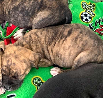 Photo of pup 2 5443 Marley