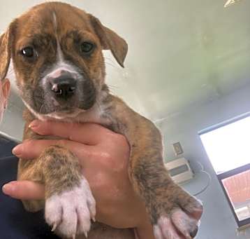Photo of pup 3 5419 Beau