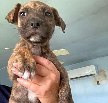 Photo of pup 4 5497 Shy Guy