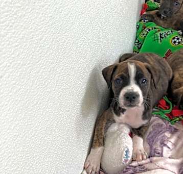 Photo of Pup 6 5762 Butta