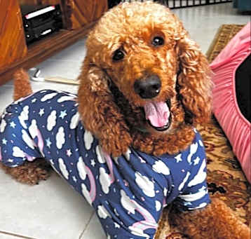 Photo of Romeo