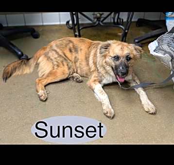Photo of Sunset