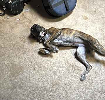 Photo of Bailey
