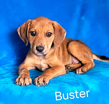 Photo of Buster