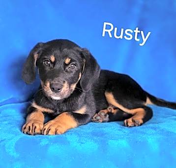 Photo of Rusty