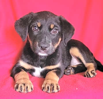 Photo of Delilah