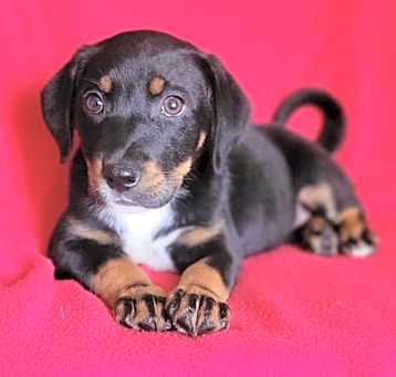 Photo of Amelia