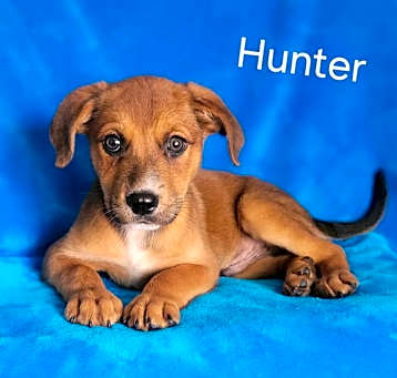 Photo of Hunter