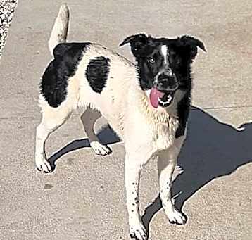 Photo of Shasta