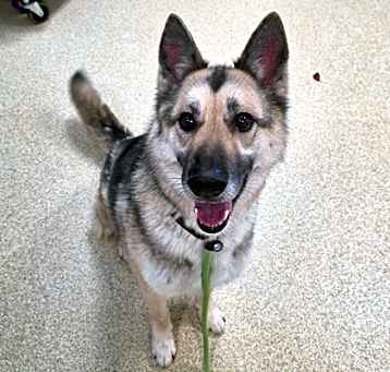 Photo of Rona