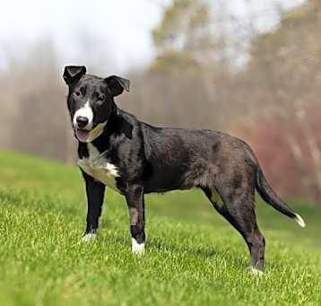 Photo of Nani - Kitchener
