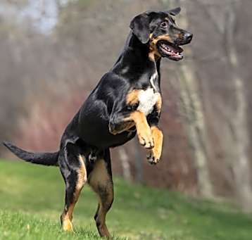 Photo of Bear-Kitchener