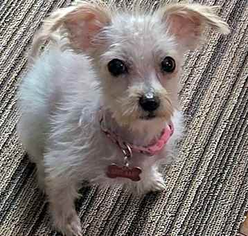 Photo of Clover