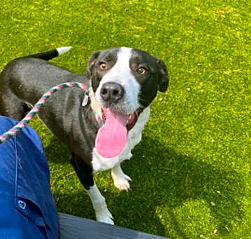 Photo of Roscoe