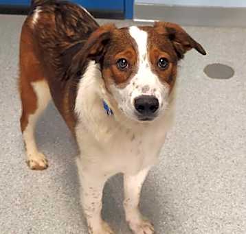 Photo of Chevy
