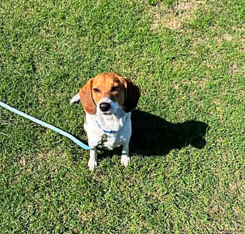 Photo of Bucky (IN FOSTER)