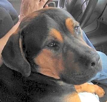 Photo of Baxter