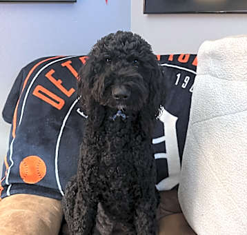 Photo of Daisy