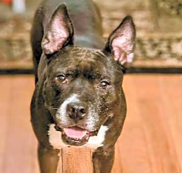 Photo of Bella
