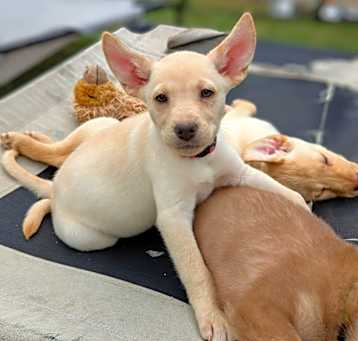 Photo of DERPY DOO - Gracie Litter 5