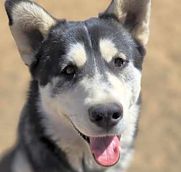 Photo of Oso - Pawsome Malamute Man!
