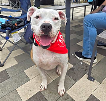 Photo of Petey 