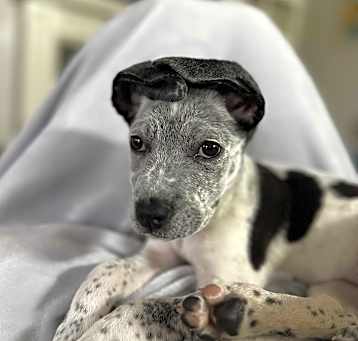 Photo of Roo (aka Zsa Zsa)