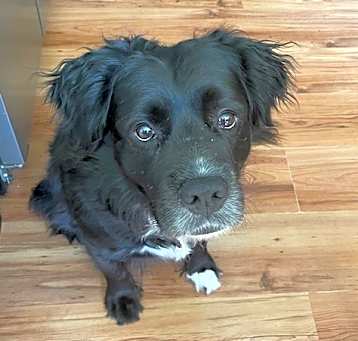Photo of Loki