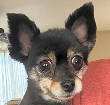 Photo of Kiwi