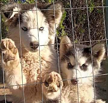 Photo of Husky Puppies