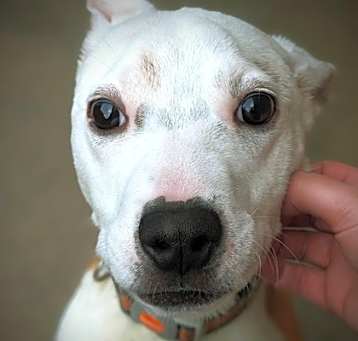 Photo of Ceasar