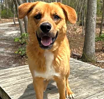 Photo of Buddy