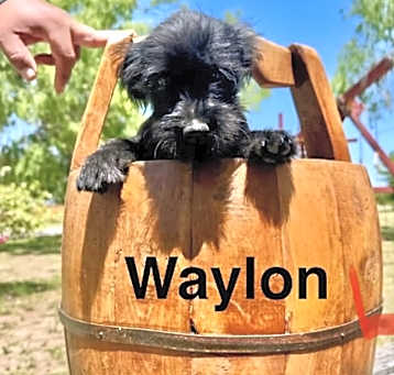 Photo of Waylon