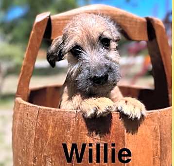 Photo of Willie