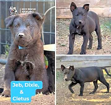 Photo of Okie Pokie Pups