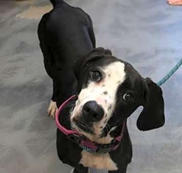Photo of Daisy Dog