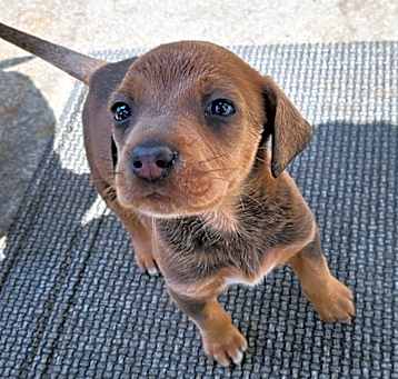 Photo of Ginger