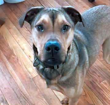 Photo of Hank