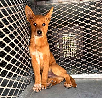 Photo of Ralphie